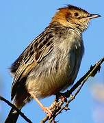 Aberdare Cisticola