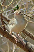 Boran Cisticola