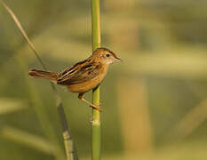 Zitting Cisticola