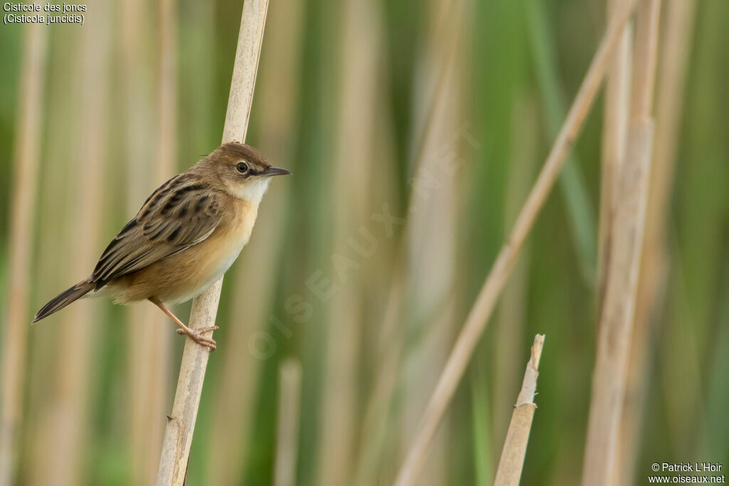 Zitting Cisticola