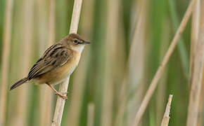 Zitting Cisticola