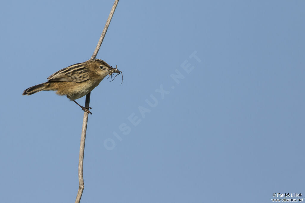 Zitting Cisticola