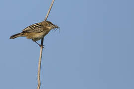 Zitting Cisticola