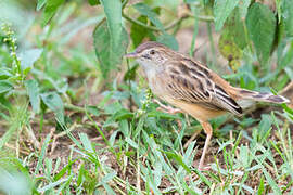 Zitting Cisticola