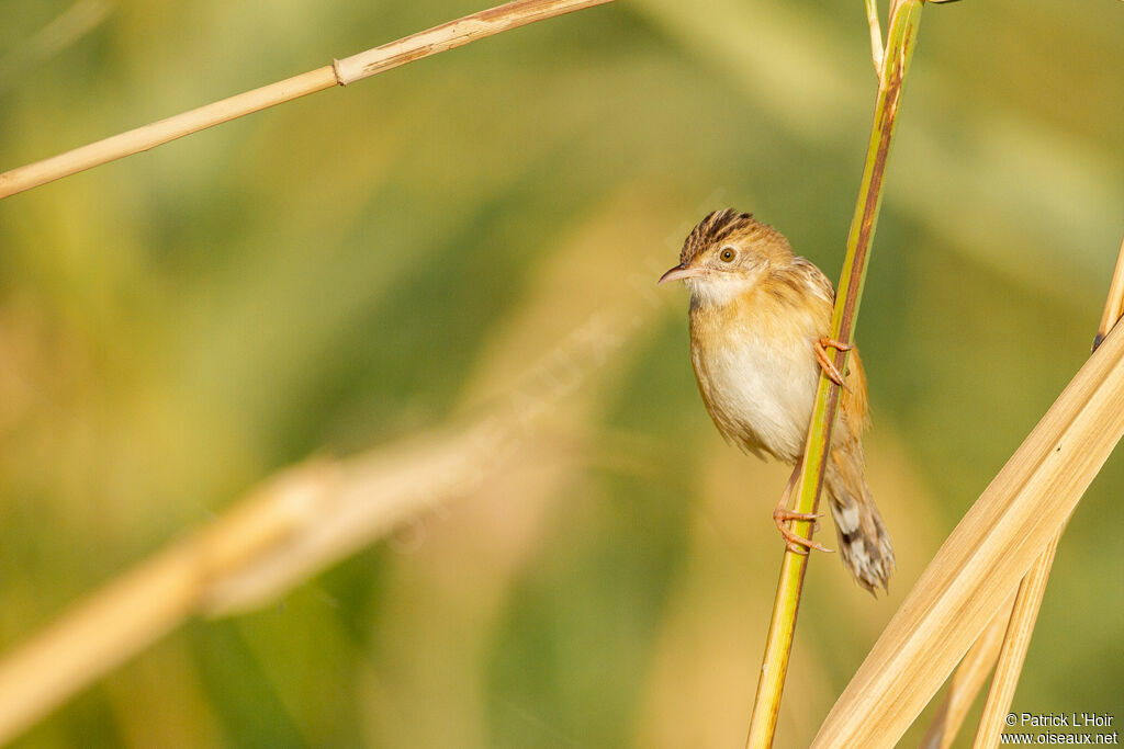 Zitting Cisticola