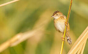 Zitting Cisticola