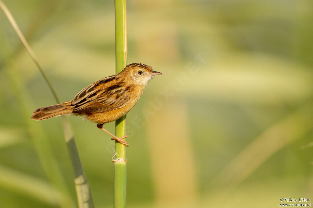 Zitting Cisticola