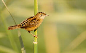 Zitting Cisticola