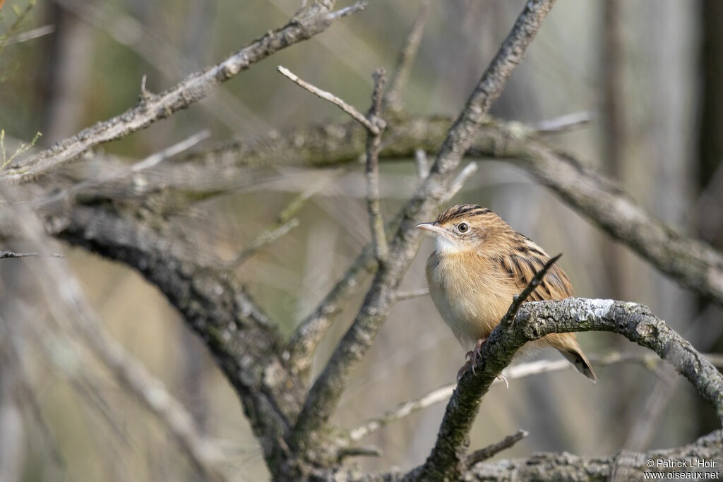 Zitting Cisticola