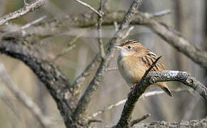 Zitting Cisticola