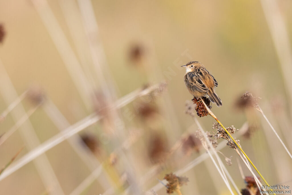 Zitting Cisticola