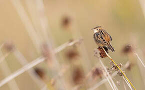 Zitting Cisticola