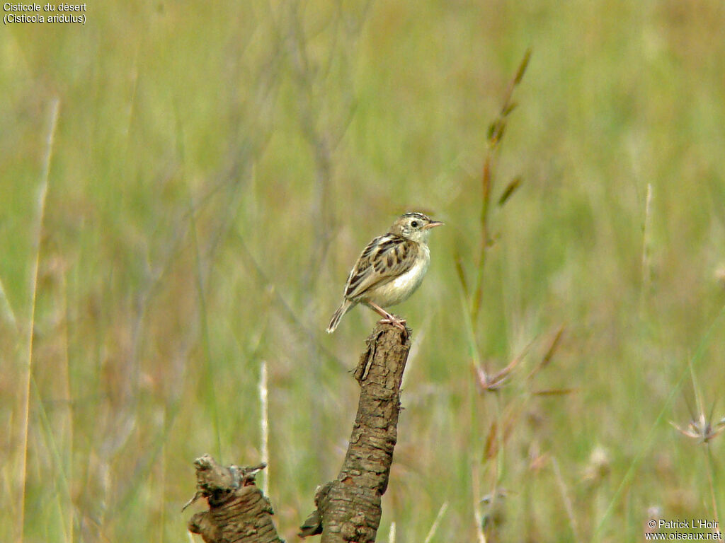 Desert Cisticola