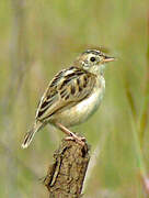 Desert Cisticola