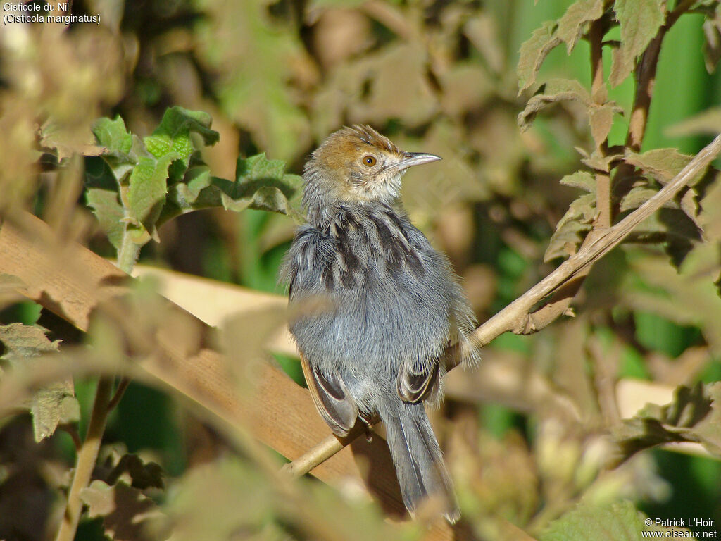 Winding Cisticola