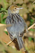 Winding Cisticola