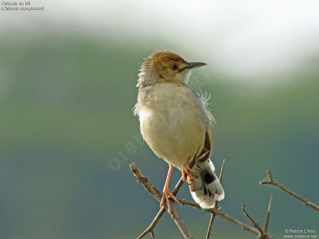 Winding Cisticola