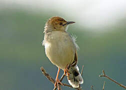 Winding Cisticola