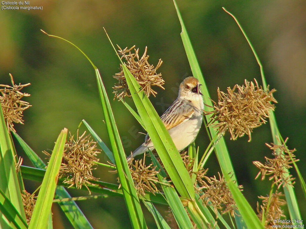 Winding Cisticola