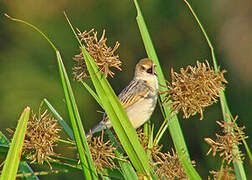 Winding Cisticola