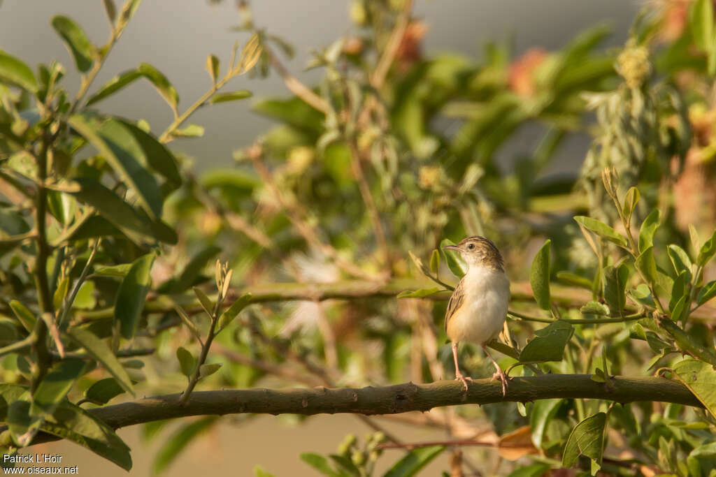 Cisticole gratte-nuage, habitat