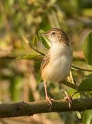 Wing-snapping Cisticola