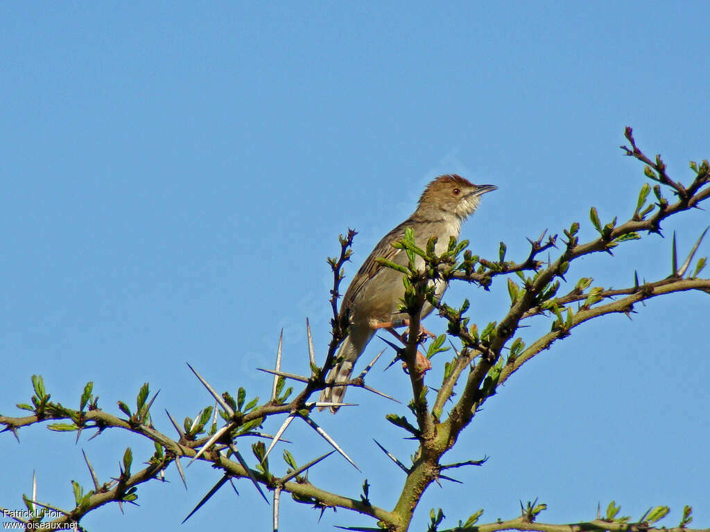 Cisticole grinçanteadulte, habitat, Comportement