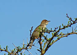 Rattling Cisticola