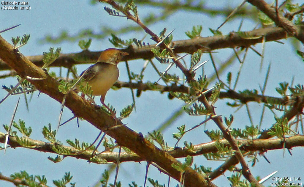 Tiny Cisticola