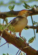 Tiny Cisticola