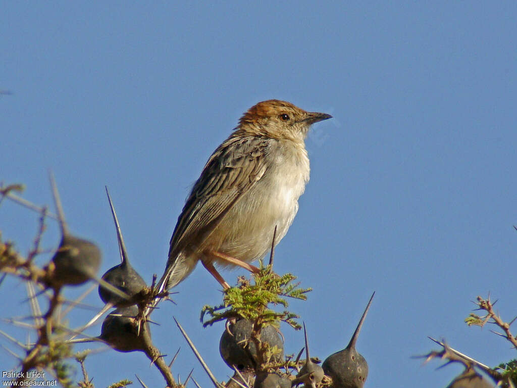 Stout Cisticolaadult, identification