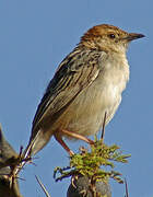 Stout Cisticola