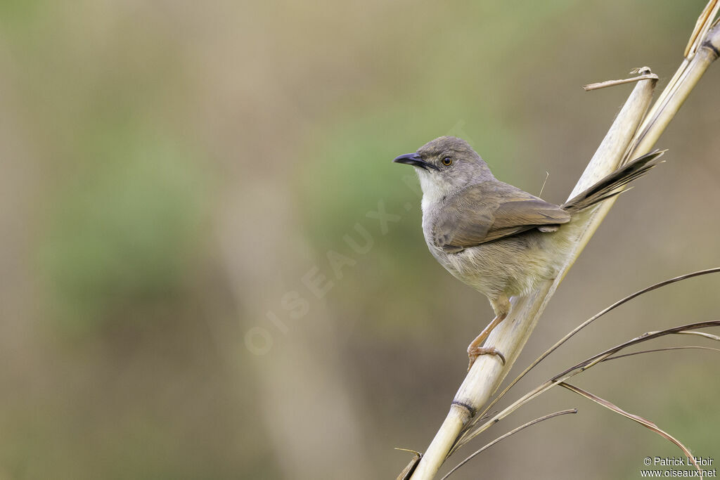 Whistling Cisticolaadult breeding