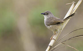 Whistling Cisticola