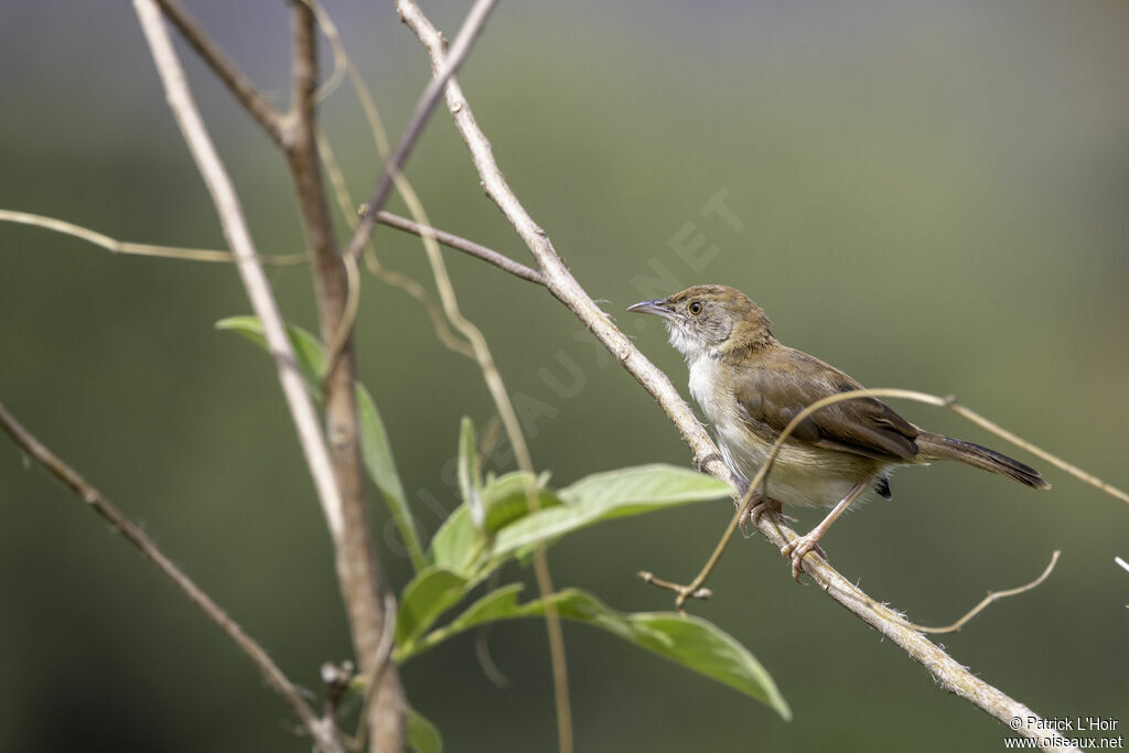 Whistling Cisticolajuvenile