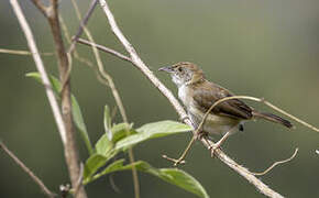 Whistling Cisticola