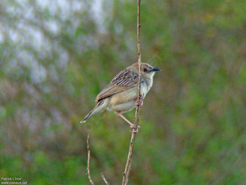 Croaking Cisticolaadult, identification