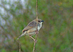 Croaking Cisticola