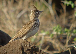 Thekla's Lark