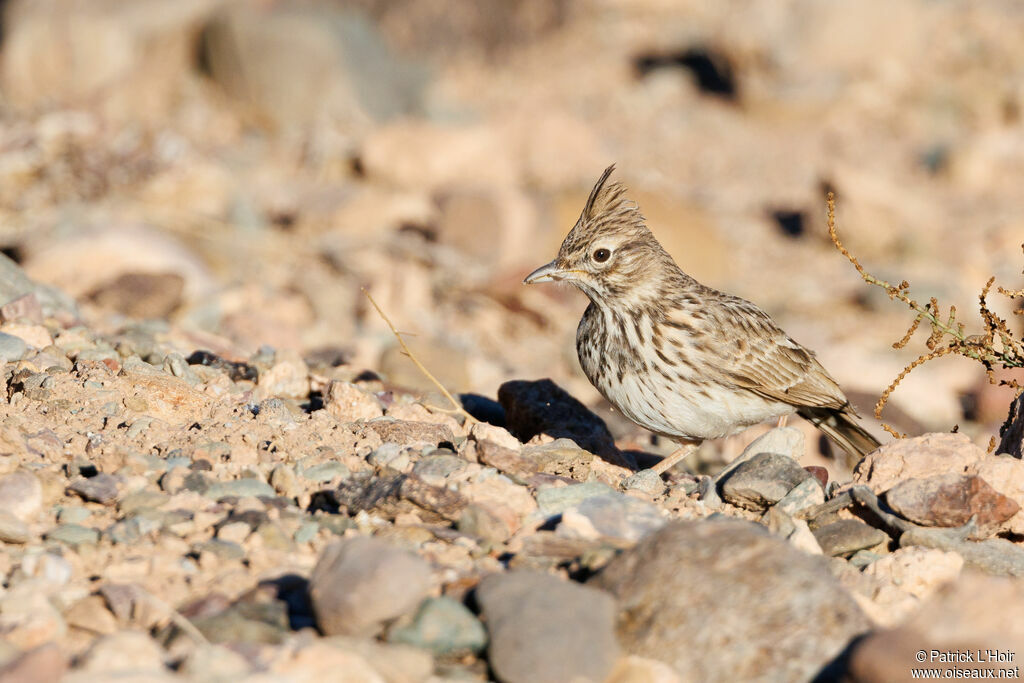 Maghreb Lark