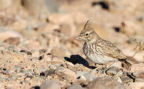 Maghreb Lark