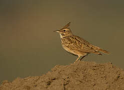 Crested Lark