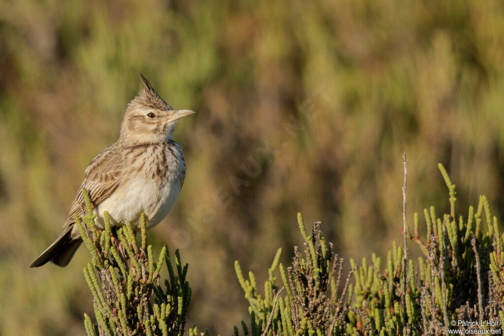 Cochevis huppé