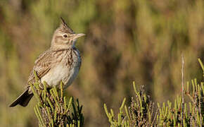 Crested Lark