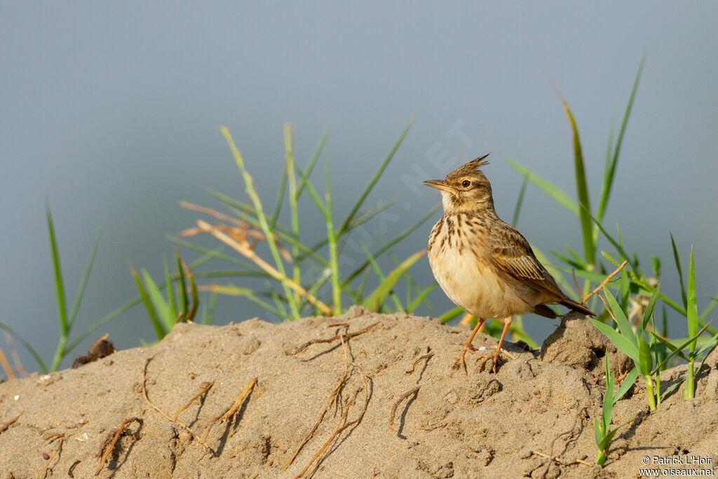 Cochevis huppé