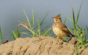 Crested Lark