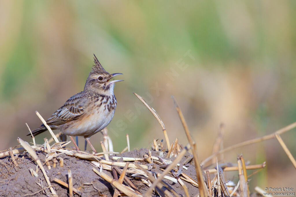 Cochevis huppé