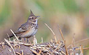 Crested Lark