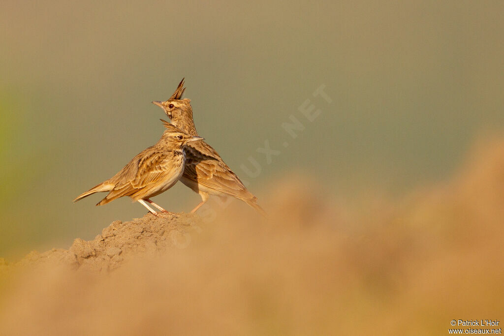 Crested Lark