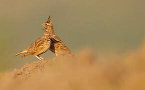 Crested Lark